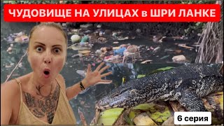 #6 Встретили ЧУДОВИЩЕ на улице Шри Ланки.Хиккадува в поиске жилья #шриланка #хиккадува #travel