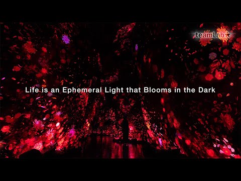 Life is an Ephemeral Light that Blooms in the Dark