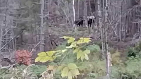 Partially white moose spotted in Maine, Part 1