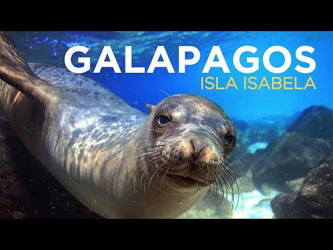 GALAPAGOS: ISLA ISABELA is Animal Paradise - TRAVEL GUIDE  in 4K