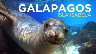 GALAPAGOS: ISLA ISABELA is Animal Paradise - TRAVEL GUIDE  in 4K