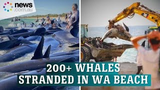 How mass whale beaching occurred in Western Australia