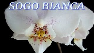 №218/ Пересадка от А до Я орхидеи SOGO BIANCA