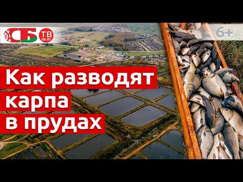 Как разводят карпа в прудах | Сделано в Беларуси