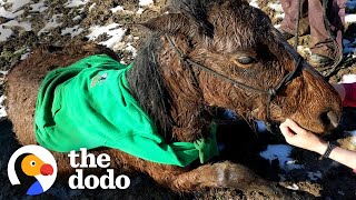 People Pull A Terrified Horse Out Of A Frozen Creek | The Dodo Comeback Kids