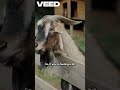 Majestic Elephants Don't Jump !