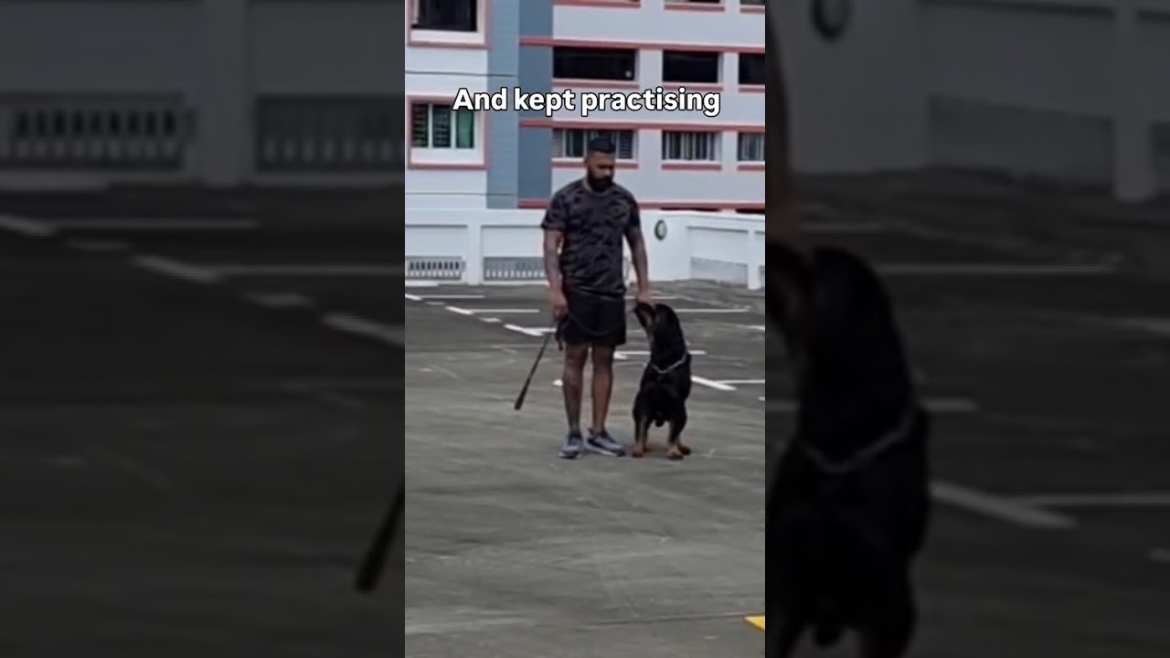 Shawn walking a Rottweiler on a loose leash in Singapore