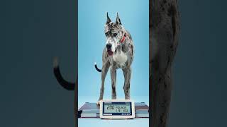 Famous The Heaviest Dog Breeds Ever Wealth