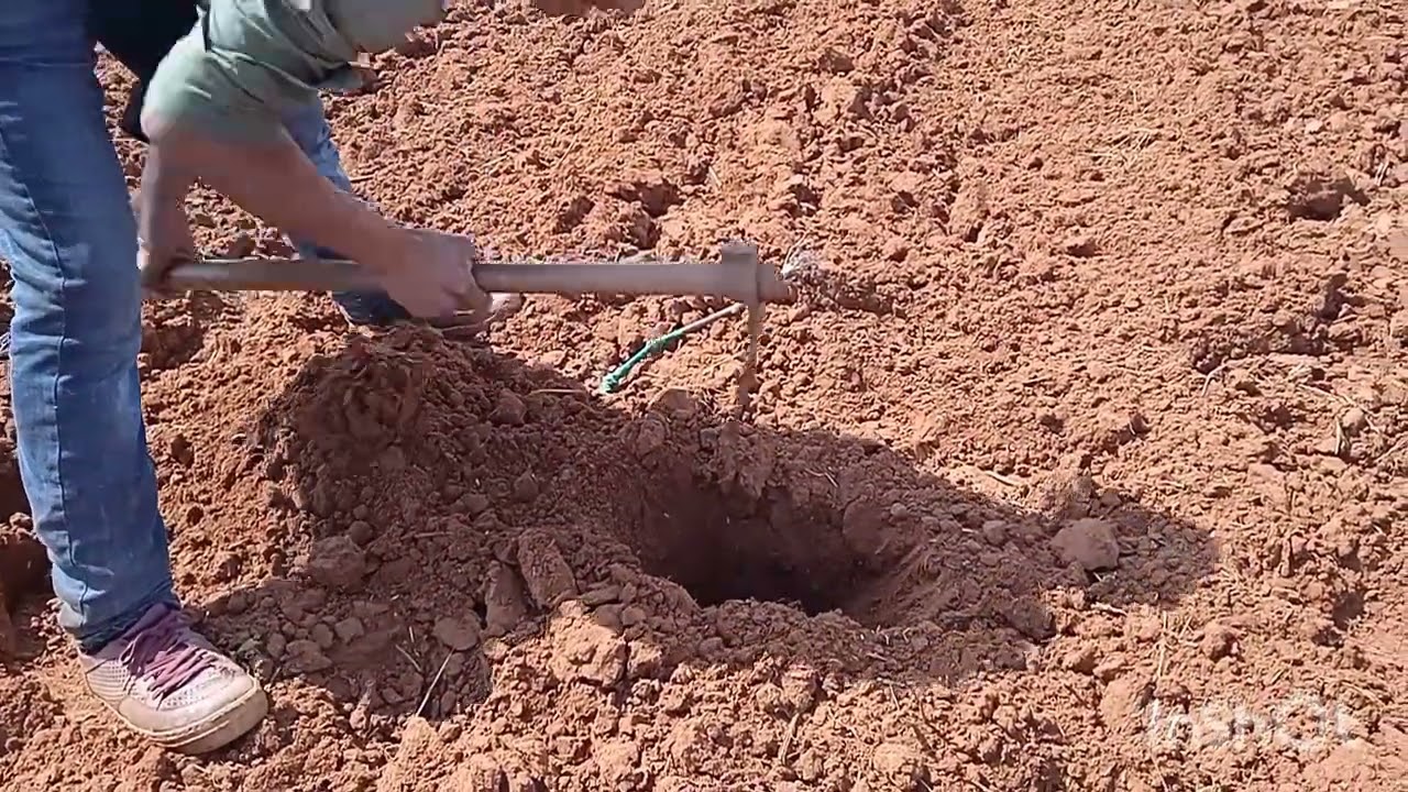 أحسن طريقة لغرس عنب موسكا ايطاليا وفكتوريا