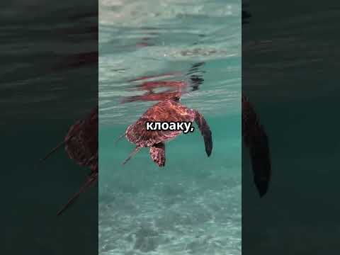 Удивительные факты о черепахах!!