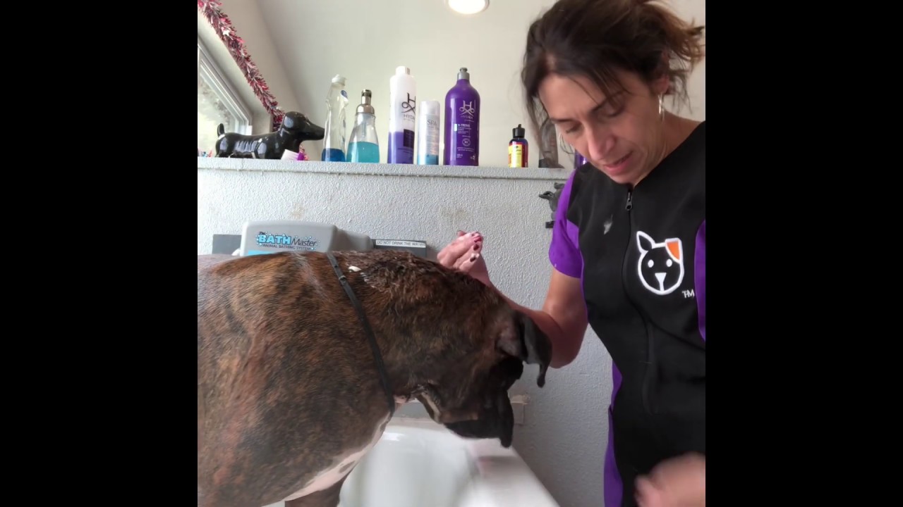 Dog Grooming Tutorial How to Bathe a Boxer! YouTube