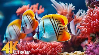 4K Aquarium Video (ULTRA HD) - Beautiful Coral Reef Fish, Relaxing Sleep Music - 4K Video #22