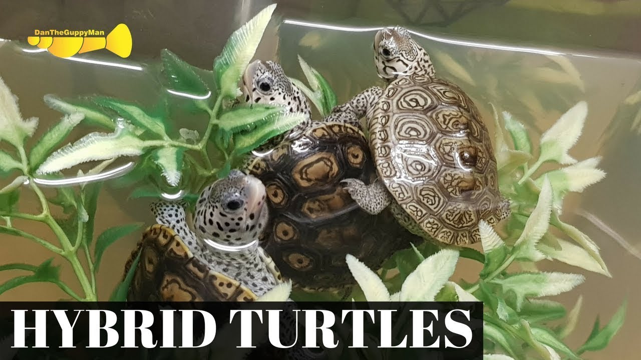 ponds at bayberry RARE New Turtles!!! (Diamondback Terrapin HYBRIDS!?)