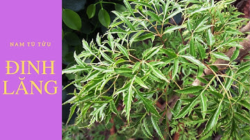 Cách đun nước lá cây đinh lăng cực ngon