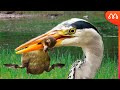 GARÇA COMENDO FILHOTE DE PATO