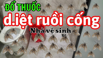 Hướng Dẫn Đổ Thuốc Diệt Ruồi Cánh Bướm Trong Nhà Vệ Sinh