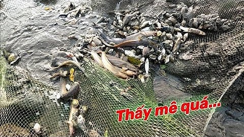 Hàng trăm con Cá Bống Sao bị đuổi chạy vào lưới nhìn đã mắt #mebatca #batcamuamuabao