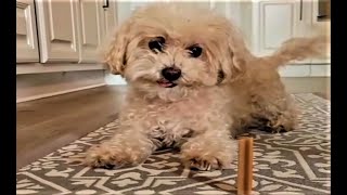 Die besten Hunde Videos 2021, Teil 1, Cute and Funny Dogs Videos. by Funny Pets 4 you 102,723 views 2 years ago 9 minutes, 42 seconds