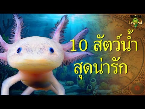 10 สัตว์น้ำ สุดน่ารัก หาดูยาก | ชีวิตสัตว์ | World of Legend โลกแห่งตำนาน