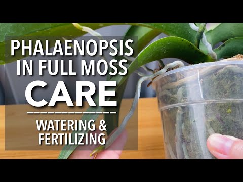 Video: Cách Tưới Phalaenopsis
