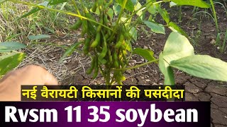 Rvsm 11 35 new variety soybean| किसानों की नई पसंदीदा वैरायटी सोयाबीन 1135|Soybean ki kheti