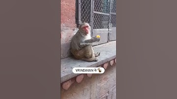 Vrindavan 🐒 drinking Frooti #shorts#subscribe#viral#youtube#share#vrindavan#monkey#funny#trending#om