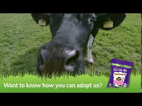 Adopt a Cow: Awareness Bumper 2 - Adopt a Cow: Awareness Bumper 2