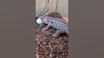 Tegu Loves Eggs #reptiles #lizard #petlizard #tegu #funny