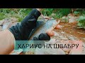 Хариус в ручье. Хариус ловим на поролон!!