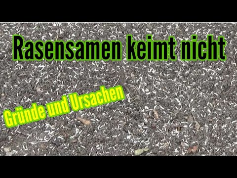 Rasensamen keimt nicht was tun neuer Rasen wächst nicht an Lösung und Gründe warum Rasen nicht keimt