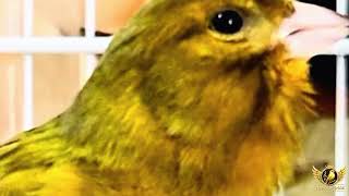 The Hidden Language of Canary Communication 🐤 | Every Movement Has a Meaning screenshot 5