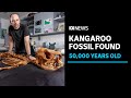 Cavers unearth 50000 year old kangaroo fossil in east gippsland  abc news