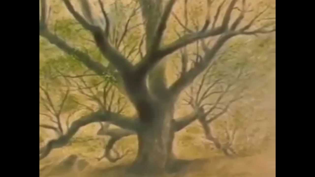 L Uomo Che Piantava Gli Alberi Video