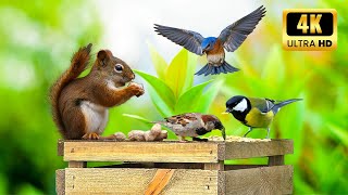 Cat TV  😸 Beautiful happy birds looking for prey in the forest 🐿 11 hours 4K HDR