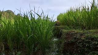 Tanaman Padi Alami Dan Suara Gemericik Air Di Sawah