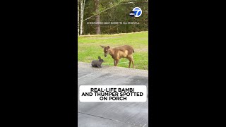 Real-life Bambi and Thumper visit Oregon home