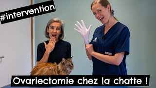 Ovariectomie chez la chatte #intervention ! 🐱 by Tony et Léon - Conseils de vétérinaires 727 views 2 months ago 11 minutes, 8 seconds