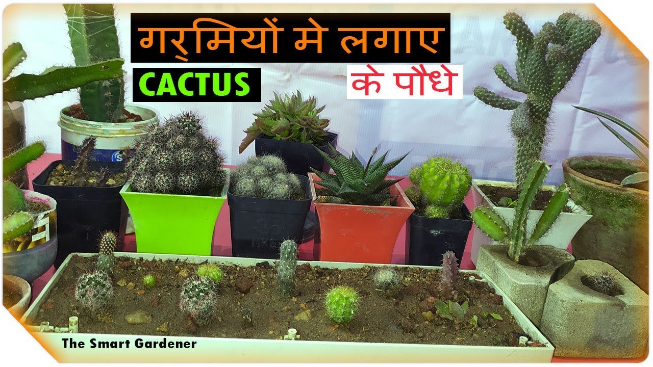 Cactus and Succulent Plants | गर्मियों मे लगाए इन पौधों को कभी नहीं