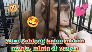 Wiro Sableng kalau makan manja, minta di suapin 🐵💕 #beruk #monyet #monpai #monkey #hewan #primata 