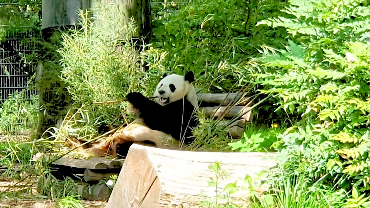 Panda Eating Bamboo 🐼 Zoo Berlin YouTube