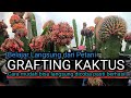 Easy Cactus Grafting Way, Can Be Practiced Immediately, Guaranteed Success