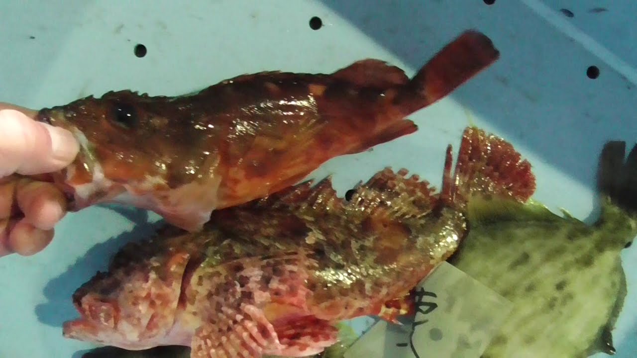 ガシラとオニカサゴ 下側が 凹凸と棘が多い方はオニカサゴですが これは刺毒魚であり カサゴより突起も多く 手も付きやすいのでご注意を 毒もあるので指を突くと痛いので 取り扱いはご注意を 魚の違い紹介 Youtube