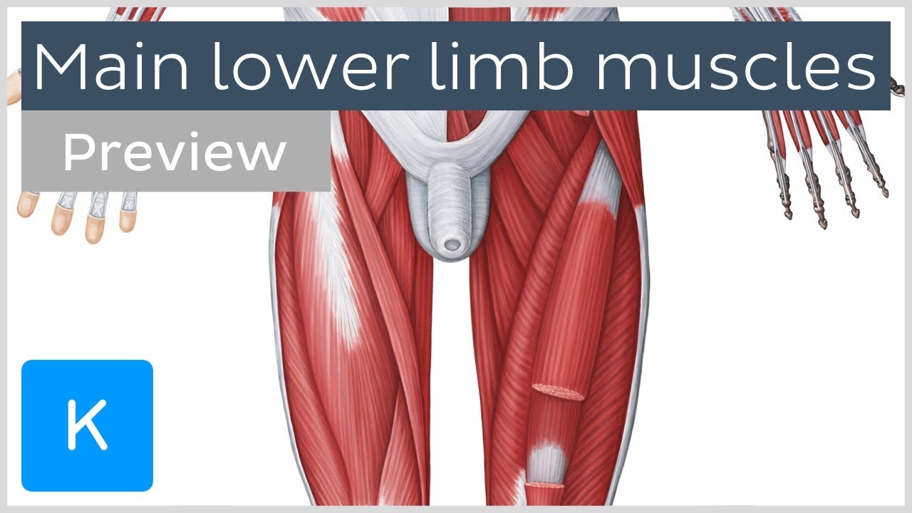 Anatomy of lower limb