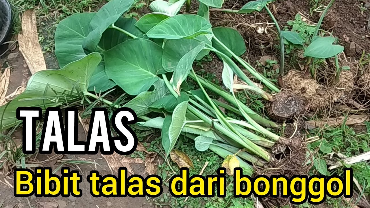 Pengambilan bibit talas / keladi dari bonggol