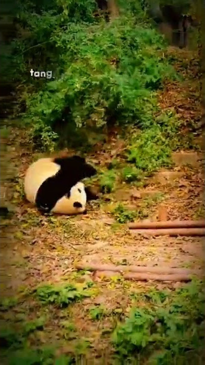 STORY PANDA LUCU ( @gavrelofficial )