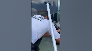 Cat rescued after clinging to car door handle from flood waters in Dubai, UAE