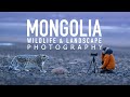 Photographing snow leopards  landscapes in mongolia