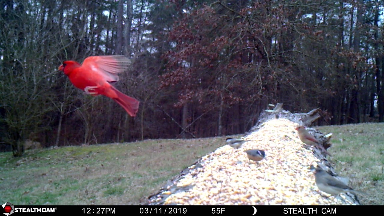 Life on a log #8  Gray fox visits