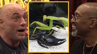 JRE: Praying Mantis VS SCORPION! WOW!!