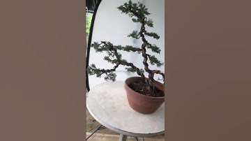 #济州真柏 #盆景家族 #盆景制作技巧 #shimpaku #juniper